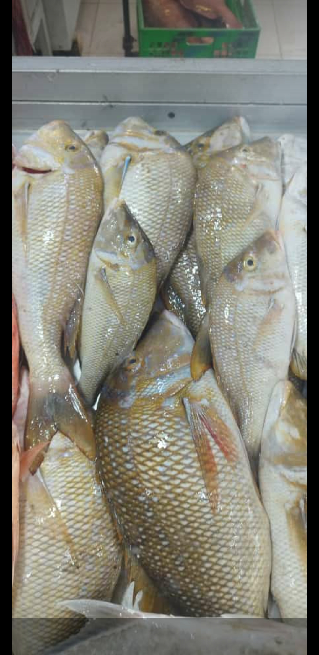 ماهی فروشی جنوب