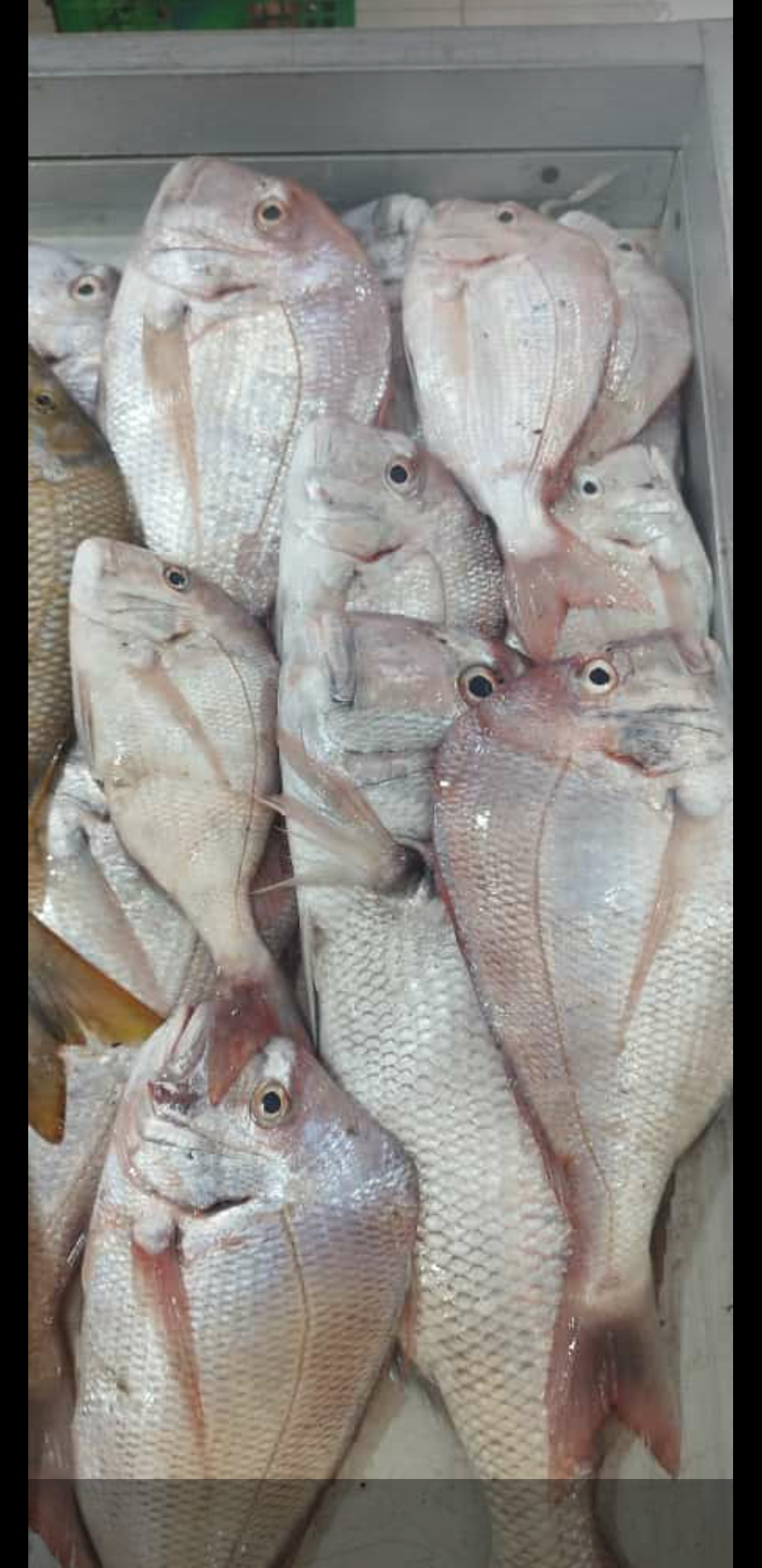 ماهی فروشی جنوب