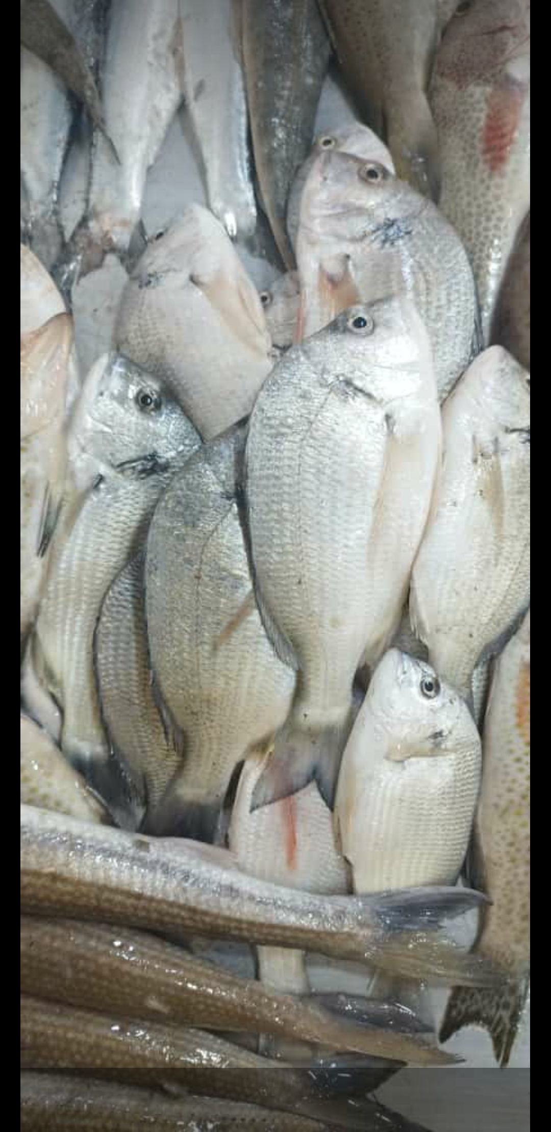 ماهی فروشی جنوب