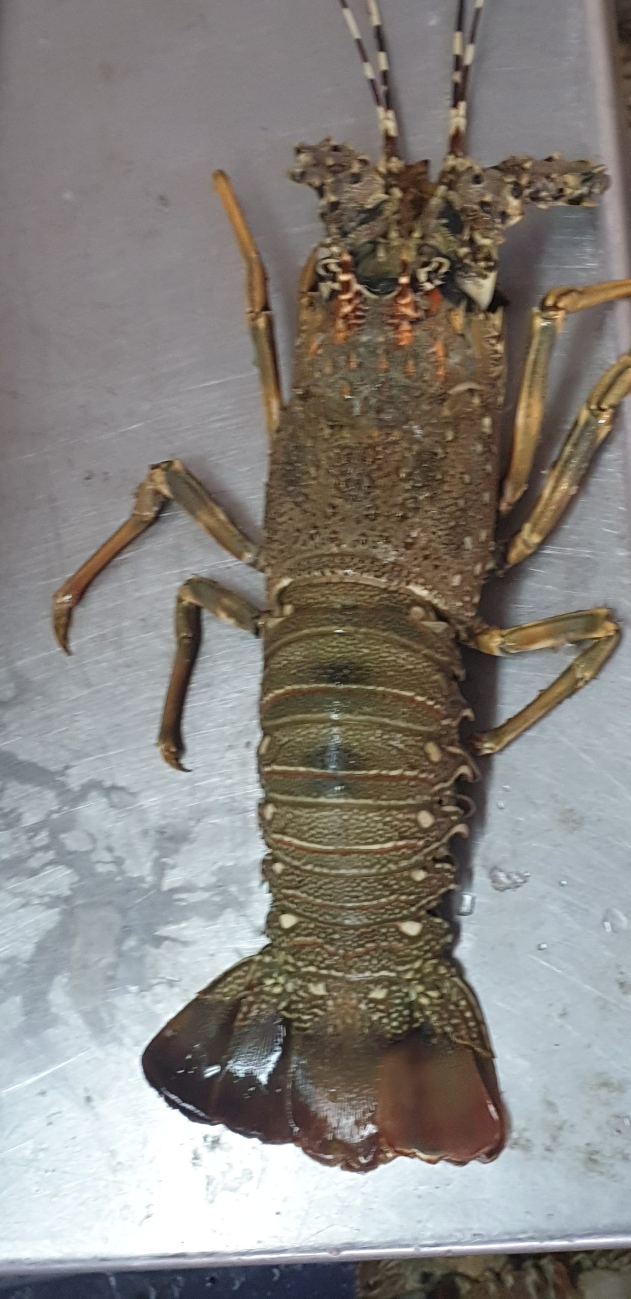 ماهی فروشی جنوب