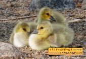 🐣🐣🐣 *جوجه غاز گوشتی*🐣🐣🐣