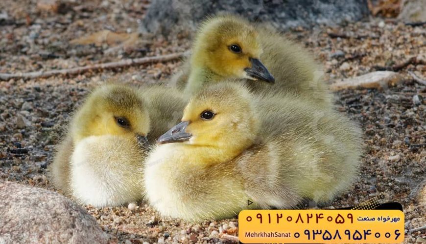 🐣🐣🐣 *جوجه غاز گوشتی*🐣🐣🐣