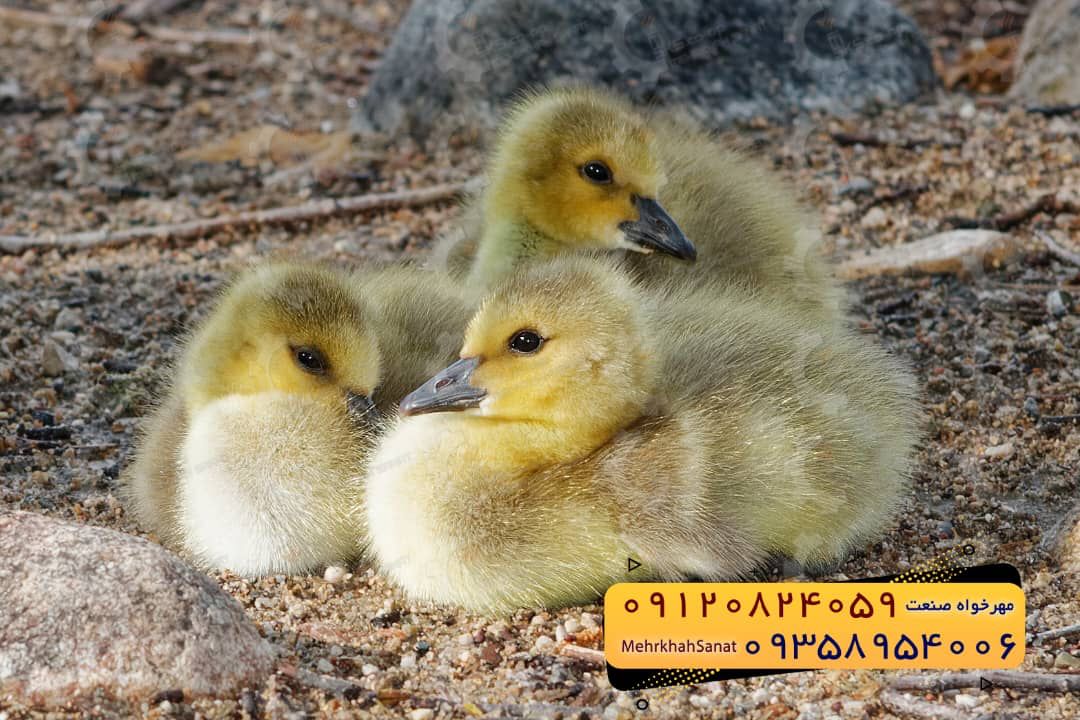 🐣🐣🐣 *جوجه غاز گوشتی*🐣🐣🐣