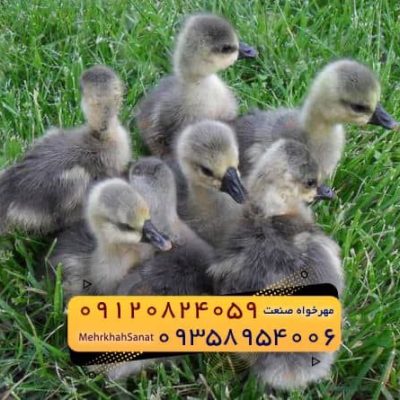 SAVE_۲۰۲۵۰۴۲۶_۲۱۰۴۰۰