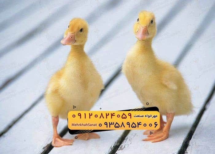 🐣🐣🐣 *جوجه اُردک گوشتی*🐣🐣🐣