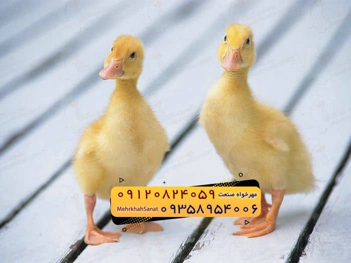 🐣🐣🐣 *جوجه اُردک گوشتی*🐣🐣🐣