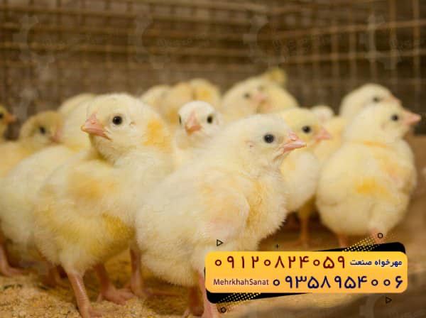 🐣🐣🐣 *جوجه راس ۳۰۸*🐣🐣🐣